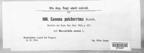 Melampsora pulcherrima image